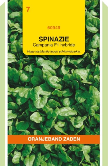Spinach Campania F1 (Spinacia oleracea) 3500 seeds